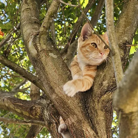 Maragoça Al * Portela (Porto)